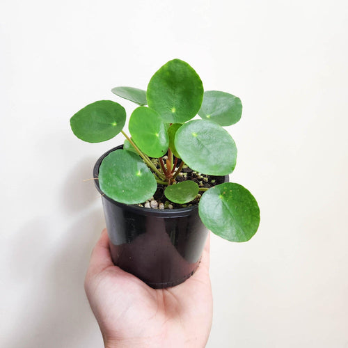 Pilea peperomioides Chinese Money Plant - 105mm