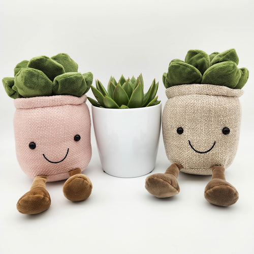 Plant Stuffed Toys Duo & Succulent Gift - Sydney Only