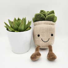 Load image into Gallery viewer, Plant Toy in Brown &amp; Succulent Gift - Sydney Only
