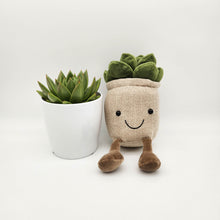 Load image into Gallery viewer, Plant Toy in Brown &amp; Succulent Gift - Sydney Only
