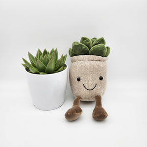 Plant Toy in Brown & Succulent Gift - Sydney Only
