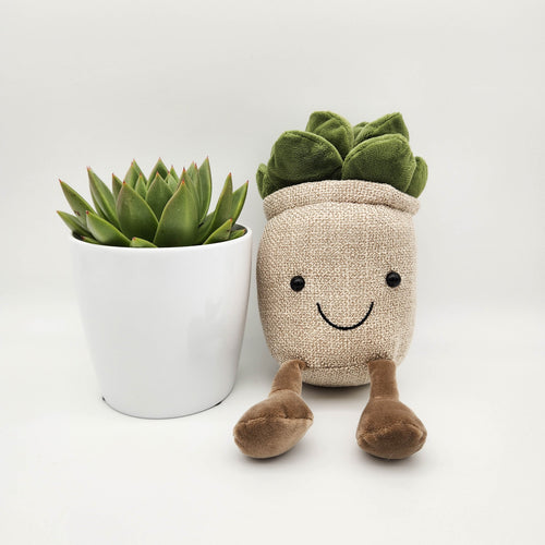 Plant Toy in Brown & Succulent Gift - Sydney Only