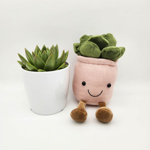 Plant Toy in Pink & Succulent Gift - Sydney Only