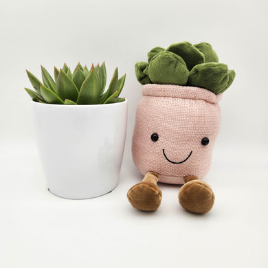 Plant Toy in Pink & Succulent Gift - Sydney Only