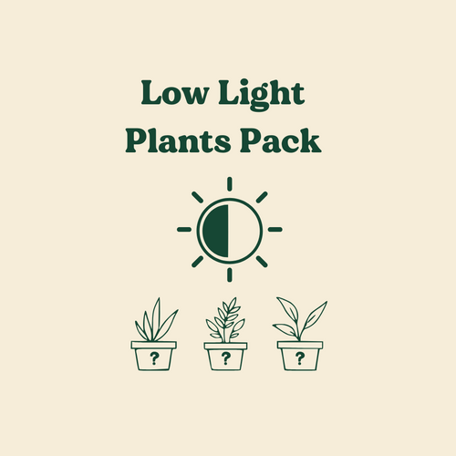 Low Light Plants Pack (3 Assorted Plants) - 100mm