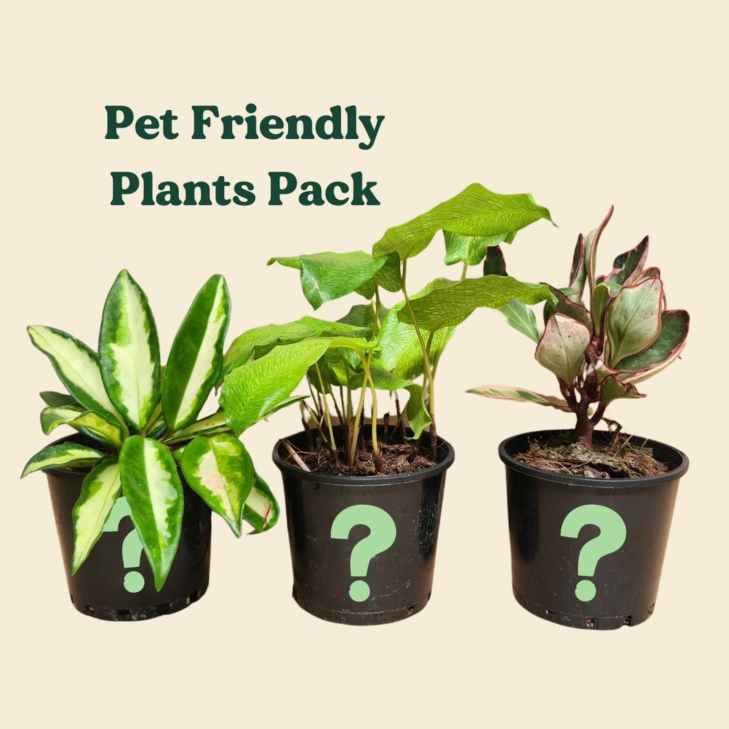 Pet Friendly Plants Pack (3 Assorted Plants) - 100mm