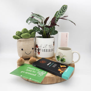 Planty of Love - Plant Gift Hamper - Sydney Only