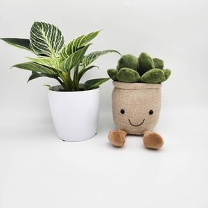 Assorted Potted Plant and Plant Plushie Gift - Sydney Only