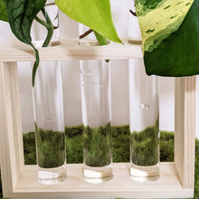 Load image into Gallery viewer, Propagation Station - 3 Glass Tubes
