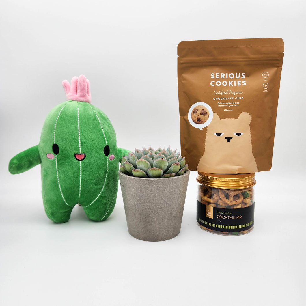 Recovery Gift Plant Hamper Box with Succulent