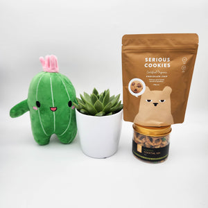 Recovery Gift Plant Hamper with Succulent - Sydney Only