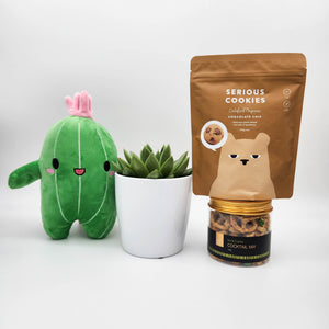Recovery Gift Plant Hamper with Succulent - Sydney Only