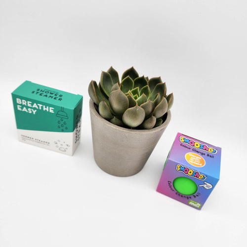 Relaxed Birthday Gift - Succulent - Sydney Only