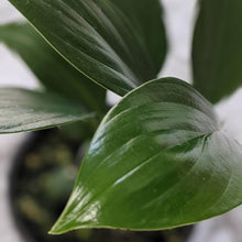 Load image into Gallery viewer, Rhaphidophora Decursiva / Dragon Tail Pothos - 105mm
