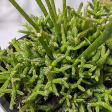 Load image into Gallery viewer, Rhipsalis Cereuscula / Coral Cactus - 120mm
