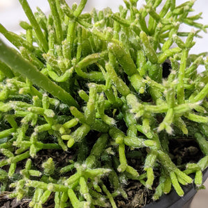 Rhipsalis Cereuscula / Coral Cactus - 120mm