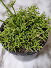 Load image into Gallery viewer, Rhipsalis Cereuscula / Coral Cactus - 120mm
