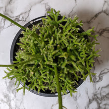 Load image into Gallery viewer, Rhipsalis Cereuscula / Coral Cactus - 120mm
