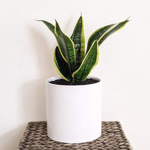 Sansevieria Trifasciata Superba / Mother-In-Law's Tongue - 180mm Ceramic Pot - Sydney Only