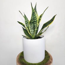 Load image into Gallery viewer, Sansevieria Trifasciata Superba / Mother-In-Law&#39;s Tongue - 210mm Ceramic Pot - Sydney Only
