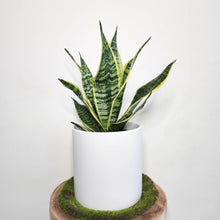 Load image into Gallery viewer, Sansevieria Trifasciata Superba / Mother-In-Law&#39;s Tongue - 210mm Ceramic Pot - Sydney Only
