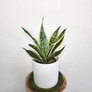 Sansevieria Trifasciata Superba / Mother-In-Law's Tongue - 210mm Ceramic Pot - Sydney Only