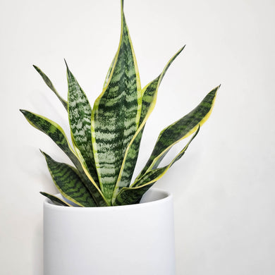 Sansevieria Trifasciata Superba / Mother-In-Law's Tongue - 210mm Ceramic Pot - Sydney Only