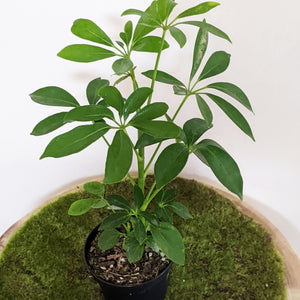 Schefflera Arboricola / Dwarf Umbrella Plant - 90mm