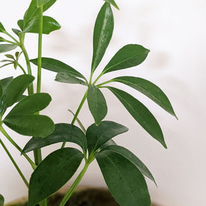 Schefflera Arboricola / Dwarf Umbrella Plant - 90mm