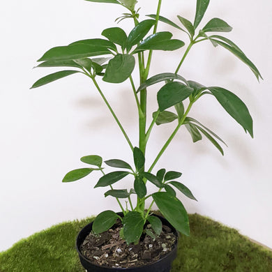 Schefflera Arboricola / Dwarf Umbrella Plant - 90mm