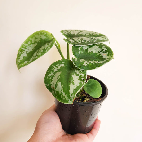 Scindapsus Pictus Exotica - 100mm – Cheeky Plant Co.