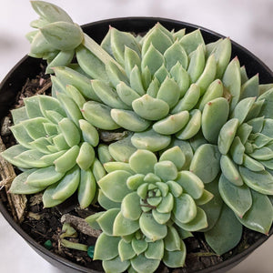 Sedeveria Mebina x Silver Star - 90mm