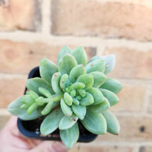 Load image into Gallery viewer, Sedeveria Mini Bell Silk Variegata - 66mm
