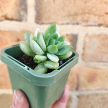 Load image into Gallery viewer, Sedeveria Mini Bell Silk Variegata - 66mm
