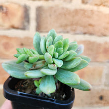 Load image into Gallery viewer, Sedeveria Mini Bell Silk Variegata - 66mm
