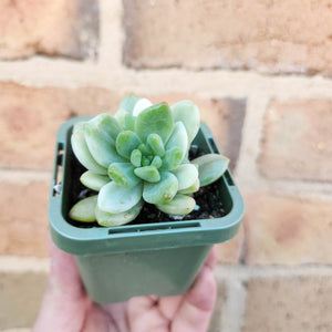 Sedeveria Mini Bell Silk Variegata - 66mm