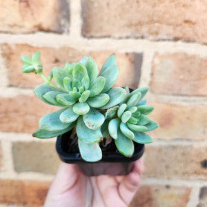Sedeveria Mini Bell Silk Variegata - 66mm