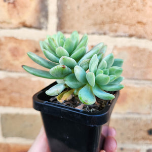 Sedeveria Mini Bell Silk Variegata - 66mm