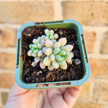 Load image into Gallery viewer, Sedum Caviar - 66mm
