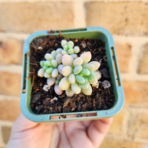 Sedum Caviar - 66mm