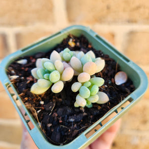 Sedum Caviar - 66mm