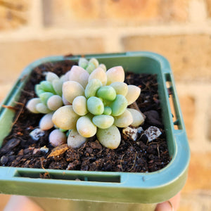 Sedum Caviar - 66mm