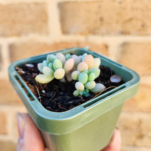 Sedum Caviar - 66mm