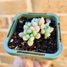 Load image into Gallery viewer, Sedum Caviar - 66mm
