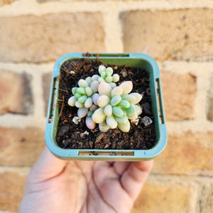 Sedum Caviar - 66mm
