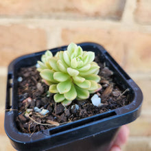 Load image into Gallery viewer, Sedum Joyce Tulloch Variegata - 66mm
