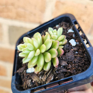 Sedum Joyce Tulloch Variegata - 66mm