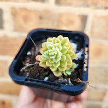 Load image into Gallery viewer, Sedum Joyce Tulloch Variegata - 66mm
