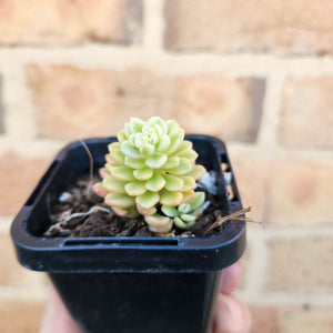 Sedum Joyce Tulloch Variegata - 66mm