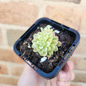 Sedum Joyce Tulloch Variegata - 66mm